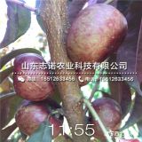 6-6蟠桃树苗价格、6-6蟠桃树苗价格