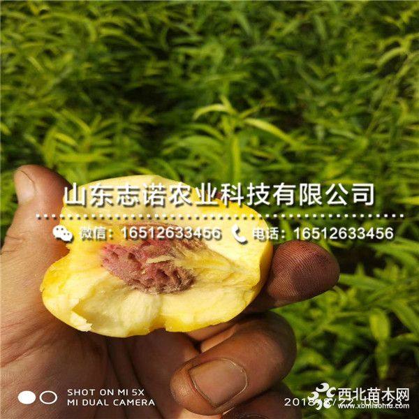 2019年风味天后桃树苗价格、风味天后桃树苗多少钱一棵