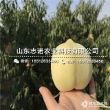 桃苗 93号桃苗批发 93号桃苗价格