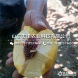 特早熟6-6黄肉油蟠桃树苗批发报价、特早熟6-6黄肉油蟠桃树苗批发报价