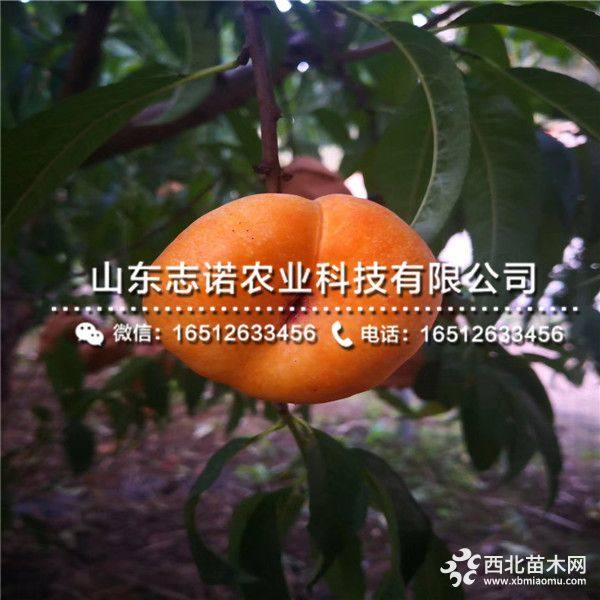 中油20号桃树苗批发报价