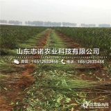 新品种风味天后桃树苗 风味天后桃树苗出售 风味天后桃树苗报价