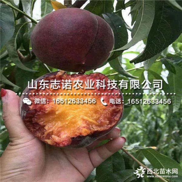 中油20号桃树苗批发报价