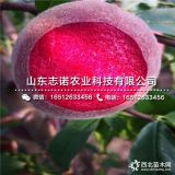 哪里有晚熟水蜜桃苗出售、晚熟水蜜桃苗价格多少