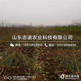 帅师香桃树苗、新品种帅师香桃树苗、帅师香桃树苗基地