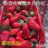 地栽妙香三号草莓苗种苗育苗基地 地栽妙香三号草莓苗商品苗批发