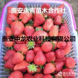 达赛莱克特草莓苗种苗育苗基地 达赛莱克特草莓苗商品苗批发价格