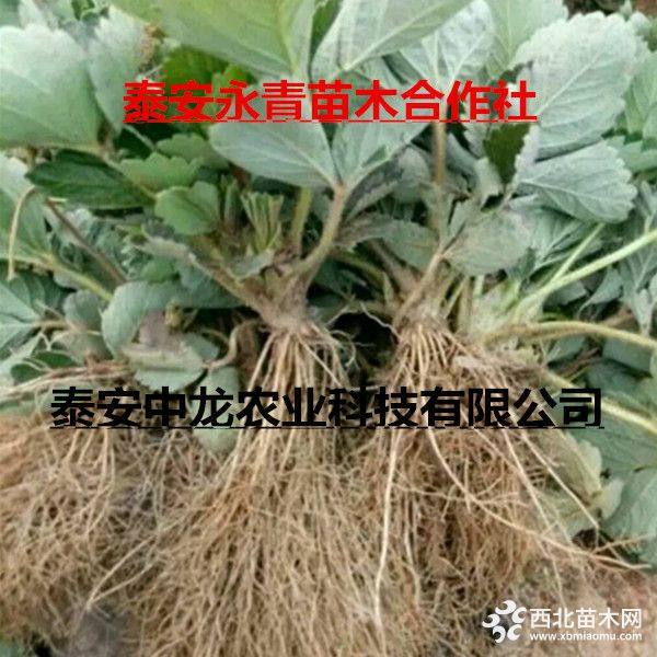 达赛莱克特草莓苗