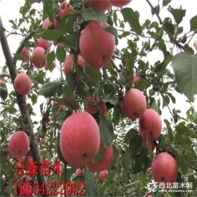 苹果苗价格、苹果苗哪里有、苹果苗多少钱一棵