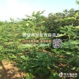 哪里有青皮无花果树苗、青皮无花果树苗出售