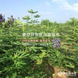 布蘭瑞克無花果樹苗批發(fā)、布蘭瑞克無花果樹苗價格