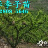 2019泸州蜂糖李苗种植基地，优质蜂糖李树苗批发供应。