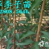 眉山蜂糖李苗哪家好，眉山蜂糖李树苗批发价格