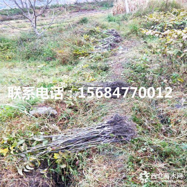 薄壳香核桃苗出售价格、薄壳香核桃苗批发基地