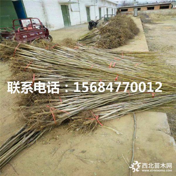 出售核桃苗基地、核桃苗哪里有卖、核桃苗批发