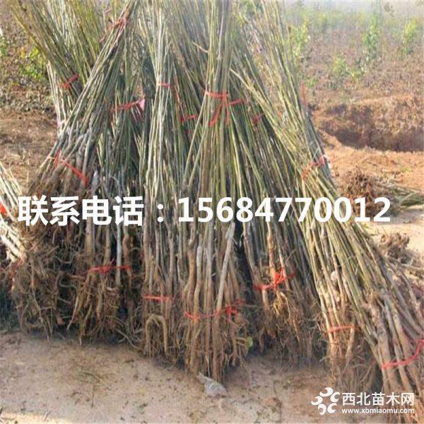 纸皮核桃苗、纸皮核桃苗批发、山东纸皮核桃苗基地