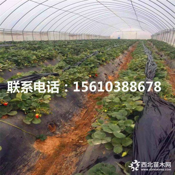 宁玉草莓苗、宁玉草莓苗多少钱、宁玉草莓苗批发价格