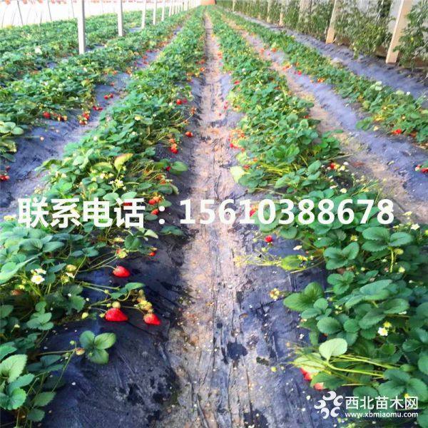 佐贺清香草莓苗、佐贺清香草莓苗出售、佐贺清香草莓苗价格