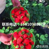 牛奶草莓苗、牛奶草莓苗多少钱一棵