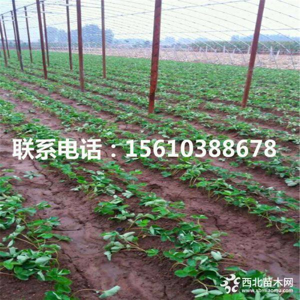 牛奶草莓苗、牛奶草莓苗多少钱一棵