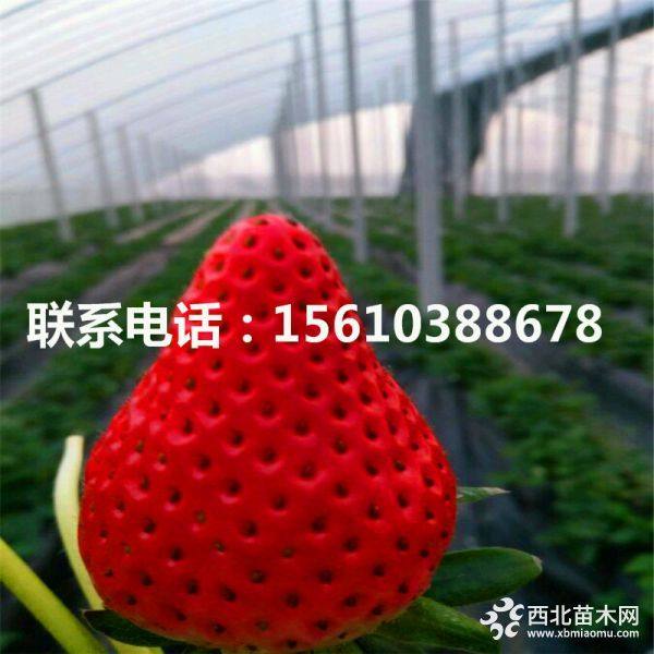 牛奶草莓苗、牛奶草莓苗多少钱一棵