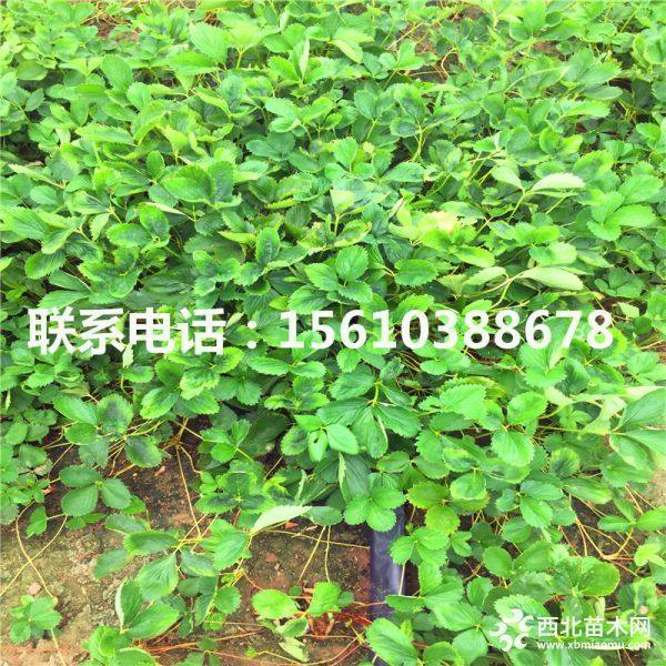 白草莓苗、白草莓苗什么价格、白草莓苗哪里有