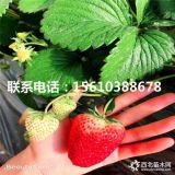 章姬草莓苗、章姬草莓苗什么價格、章姬草莓苗批發(fā)