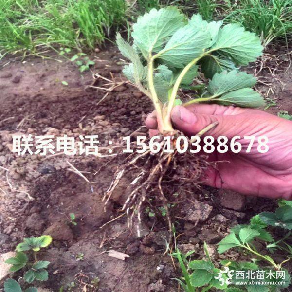 丰香草莓苗、丰香草莓苗价格