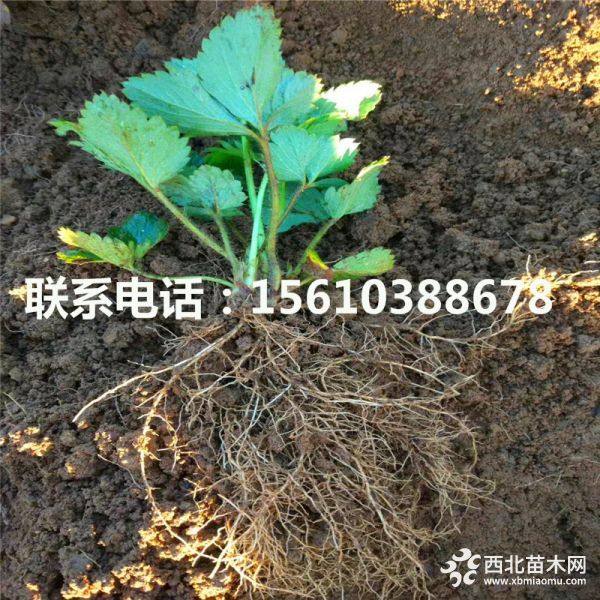 丰香草莓苗、丰香草莓苗价格