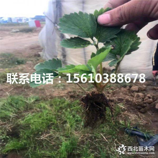 丰香草莓苗、丰香草莓苗价格