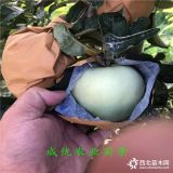 黃金蘋果苗,魯麗蘋果,九江,蘋果苗多少錢