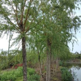 南京金絲垂柳 苗圃金絲垂柳價格