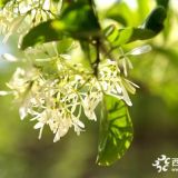 暮春時(shí)節(jié)，在淄博凱創(chuàng)園林感受流蘇樹(shù)落英繽紛