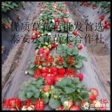 甜宝草莓苗哪里有卖的 甜宝草莓苗基地