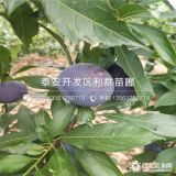 我想買(mǎi)蜂糖李子苗、蜂糖李子苗哪里有、蜂糖李子苗價(jià)格多少