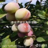 出售蜂糖李子樹(shù)苗、蜂糖李子樹(shù)苗多少錢一棵