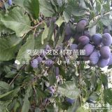 脆紅李子樹(shù)苗、山東脆紅李子樹(shù)苗、脆紅李子樹(shù)苗價(jià)格