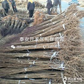 红心李子苗品种介绍、红心李子苗多少钱一棵