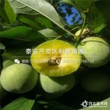 3公分蜂糖李子苗、3公分蜂糖李子樹(shù)苗價(jià)格