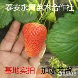 妙香草莓苗育苗基地 妙香草莓苗商品苗哪里有卖的