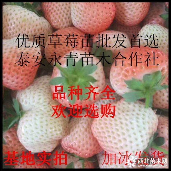 妙香七号草莓苗