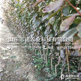 法兰西李子苗 法兰西李子苗基地价格