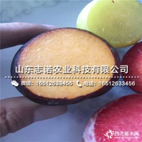 黑琥珀李子苗 黑琥珀李子苗出售价格