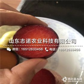 红喜梅李子苗 红喜梅李子苗一棵价格