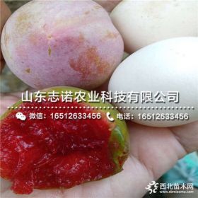 黑布朗李子苗 黑布朗李子苗出售价格