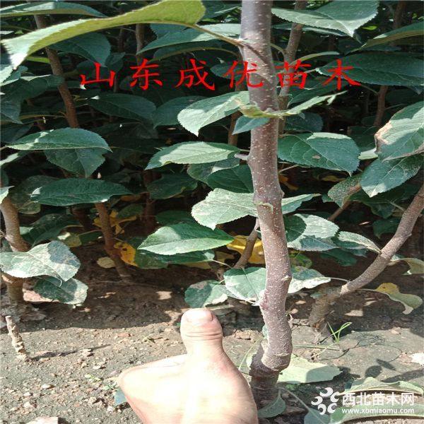 黑钻苹果苗