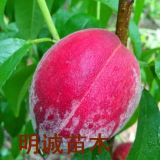 桃樹苗多少錢一棵桃樹苗價(jià)格行情管理技術(shù)