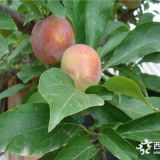 茵紅李子樹苗價格丶黑寶石李子苗價格