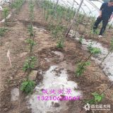 黄金苹果与普通苹果差距,苹果树苗多少钱,桐乡早报