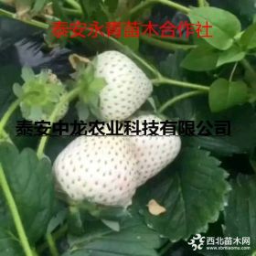 小白草莓苗批发价格 小白草莓苗多少钱一棵